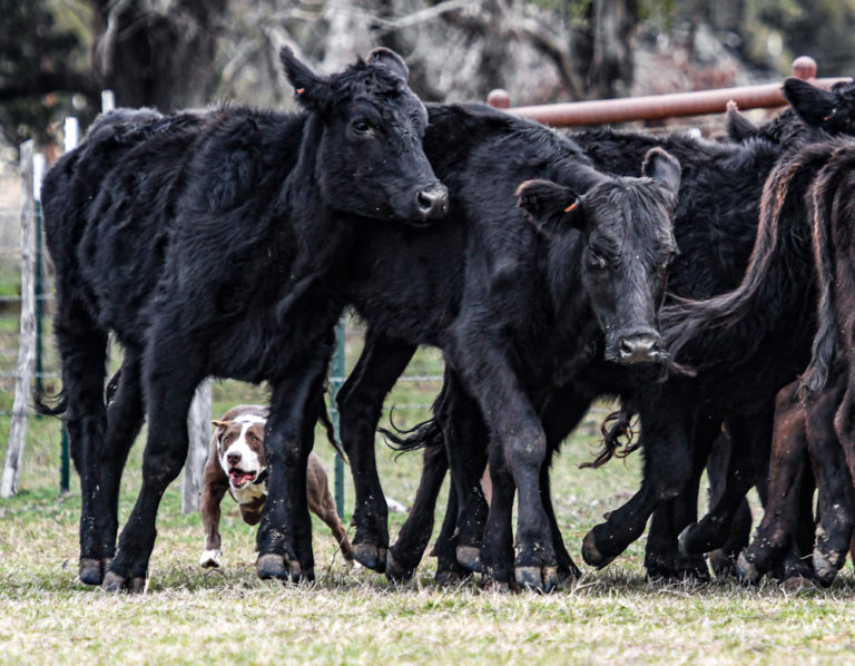 Hangin’ Tree Cowdogs - Texas Vision Photography